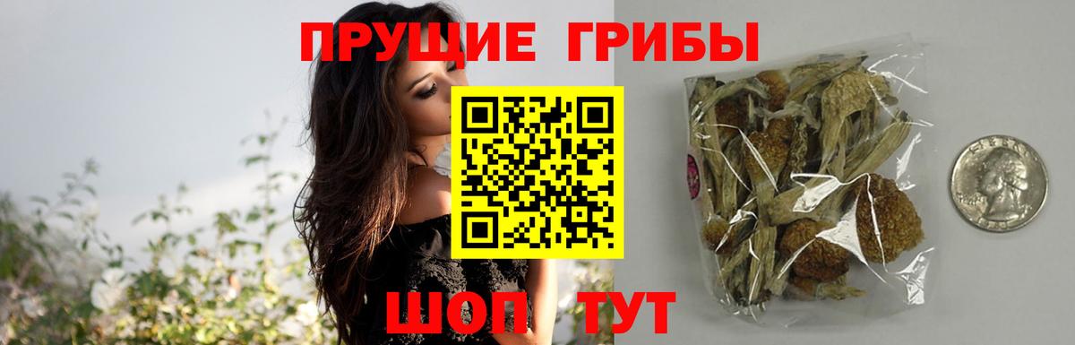 Галлюциногенные грибы Psilocybine cubensis Свободный